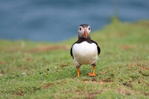 puffin