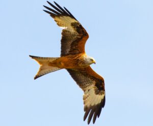 red kite in flight